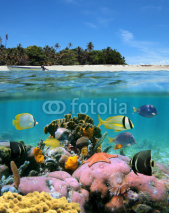 Fototapety Beach and coral reef