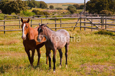 Horses in the farm field. Spanish purebred