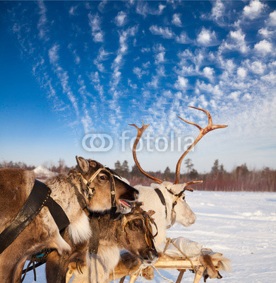 Northern deer are in harness on snow
