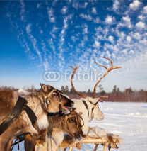 Naklejki Northern deer are in harness on snow