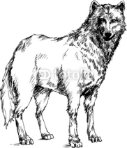 Fototapety hand drawn wolf