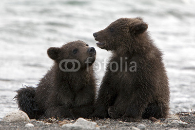 The bear cubs communicate