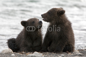 Naklejki The bear cubs communicate
