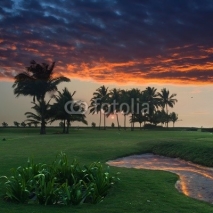 Naklejki sunset over a palm grove