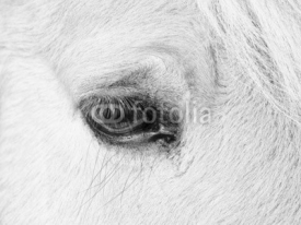 Fototapety horse eye (189)
