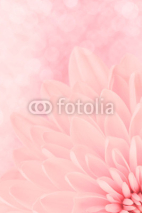 Fototapety Pink chrysanthemum petals macro shot