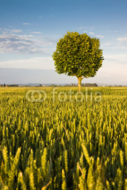Young plane tree in a wheat field