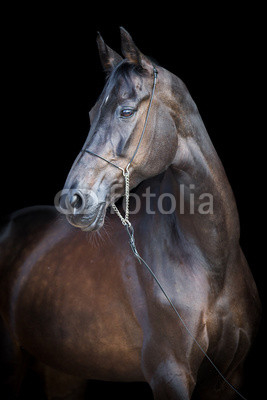 Black horse portrait, Ahal-Teke horse.