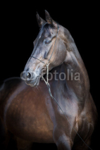Fototapety Black horse portrait, Ahal-Teke horse.