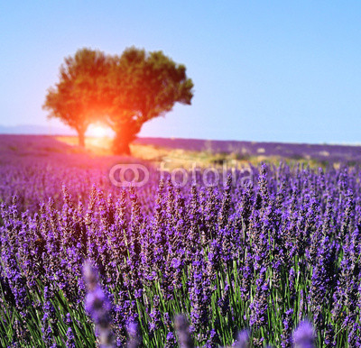 Lavender field. The plateau of Valensole in Provence