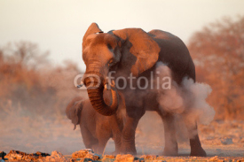 Fototapety African elephant covered in dust, Etosha N/P