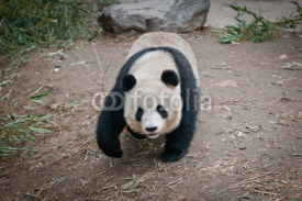 Naklejki Ailuropoda melanoleuca commonly known as Giant panda