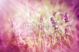 Naklejki Soft focus on lavender and sun rays - sunbeams