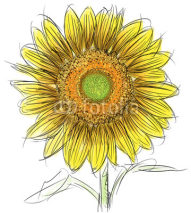Obrazy i plakaty Sunflower