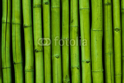 Bambusreihe grün
