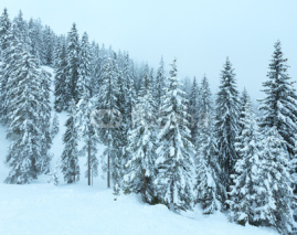 Naklejki Winter mountain misty forest.