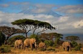 Obrazy i plakaty Elephant family in front of Mt. Kilimanjaro