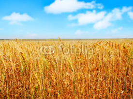 Naklejki wheat field