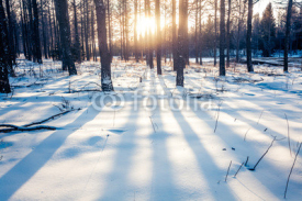 Fototapety Winter forest in China