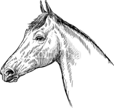 Naklejki profile of horse