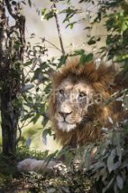 Fototapety Male Lion