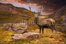 Fototapety Red deer stag in moody dramatic mountain sunset landscape