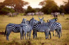 Naklejki zebra's in africa walking on the savannah