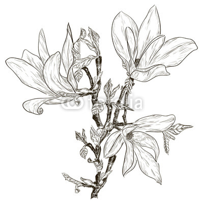 Hand drawing spring magnolia blossoms