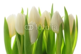 Fototapety Tulips