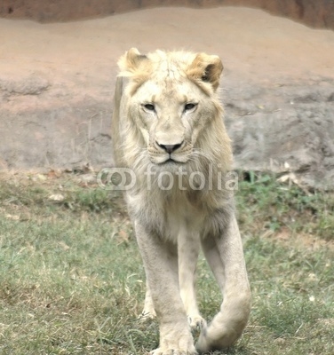 young lion3