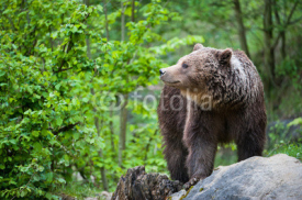 Naklejki brown bear (lat. ursus arctos)