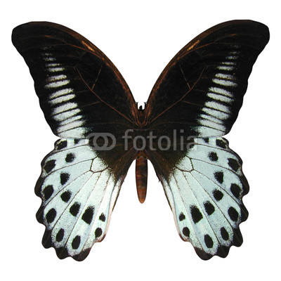 Marble Swallowtail Butterfly