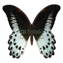 Naklejki Marble Swallowtail Butterfly