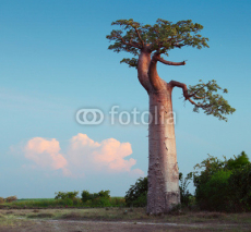 Naklejki Baobab
