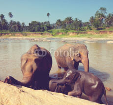 Naklejki Elephants on Sri Lanka
