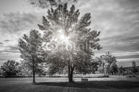 Fototapety Landscape with sun shining though trees