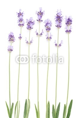Lavender, flower spikes with stem anad leaves isolated on white