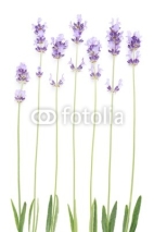 Naklejki Lavender, flower spikes with stem anad leaves isolated on white