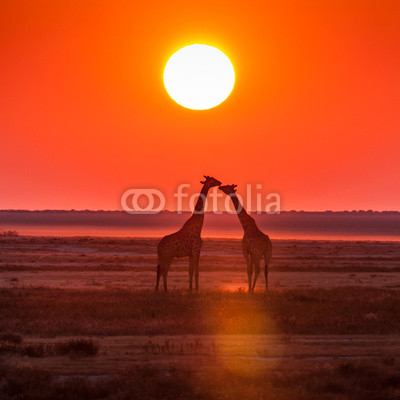 giraffe kiss sunset
