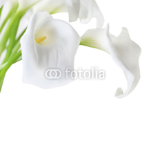 Naklejki White Cala Lilies