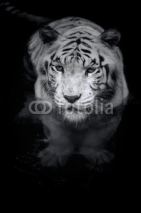 Fototapety White Tiger