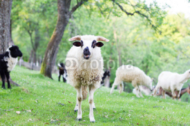 Naklejki The grazing of sheep