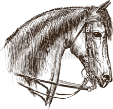 Fototapety horse in harness