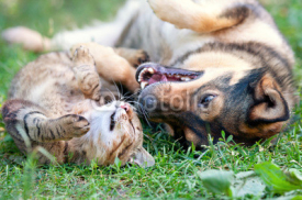Naklejki Dog and cat playing together outdoor.Lying on the back together.