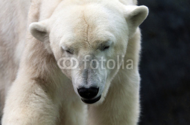 Naklejki Polar bear