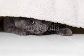 Naklejki british gray cat looking from under bed