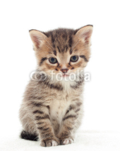 Naklejki little kitten on white background