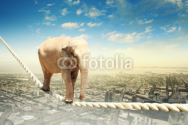 Obrazy i plakaty Elephant walking on rope