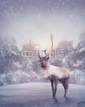 Fototapety Reindeer