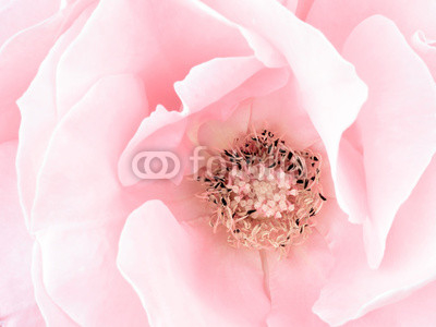 Pale pink rose detail, stamens